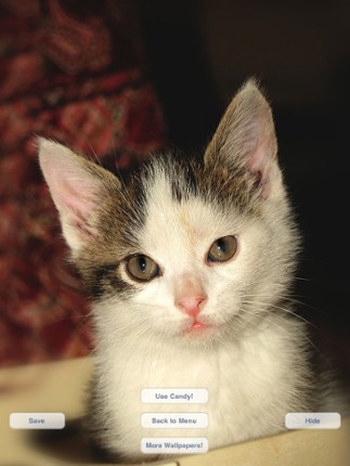 Cute Pets Slideshow & Wallpapers (HD) screenshot