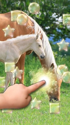 Cute Pets Slideshow & Wallpapers (HD) screenshot