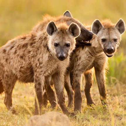 The Hyena Image