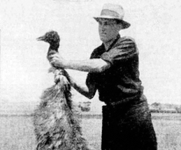 The Great Emu War Image