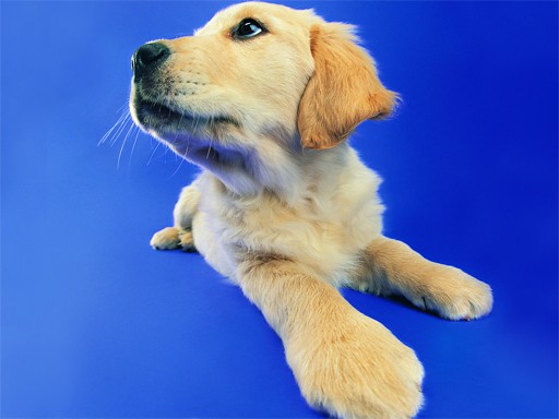 Games like Funny Cats and Dogs Jigsaw Puzzle