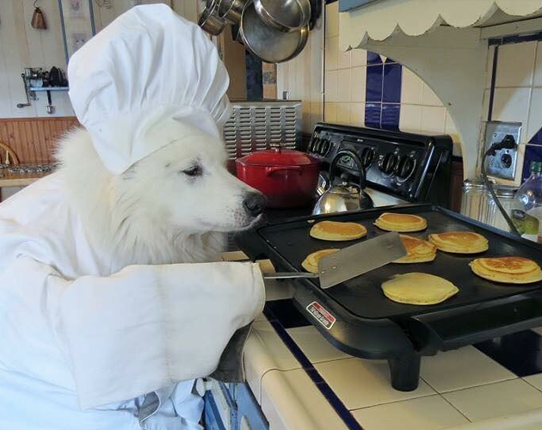Dog chef Image