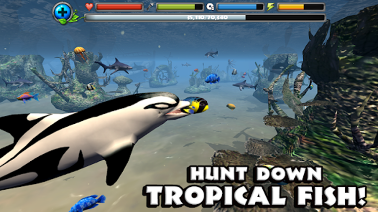 Dolphin Simulator screenshot
