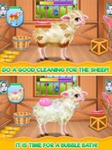 Baby Sheep Care Image