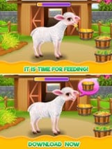 Baby Sheep Care Image