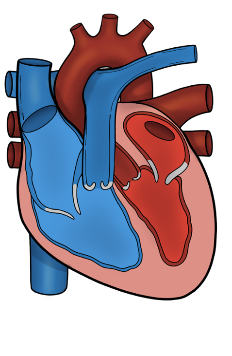 Games like Right Heart Caths