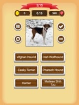 Dogs - Quiz Image