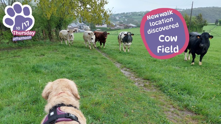 Golden Retriever Simple Life screenshot