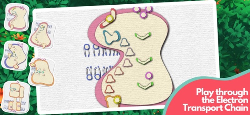 Powerhouse of the Cell Image