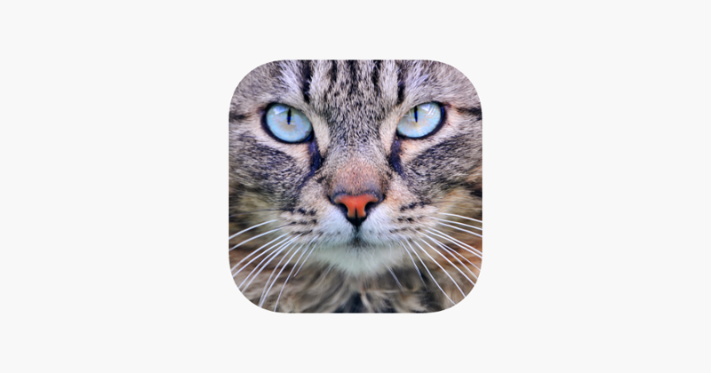 Cat Sounds & Tail Talk Image