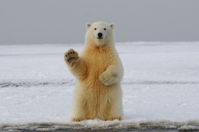 You And Your Friends (Have Been Turned Into Bears And The Only Way To Turn Back Is To Do All These Odd Jobs About Town) Image