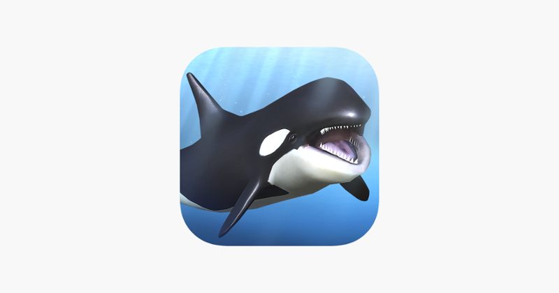 Orca  and marine mammals Image