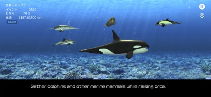 Orca  and marine mammals Image