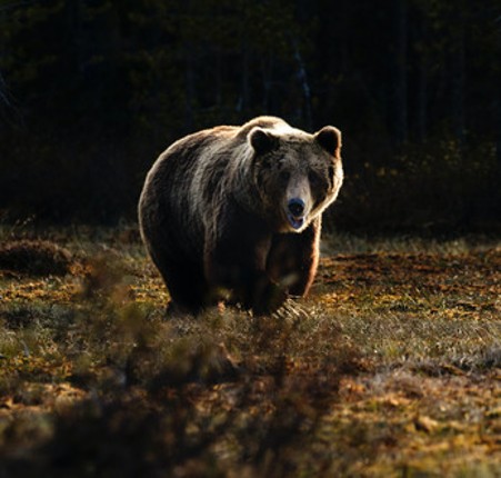 You And Your Friends (Have Been Turned Into Bears And The Only Way To Turn Back Is To Do All These Odd Jobs About Town) Image