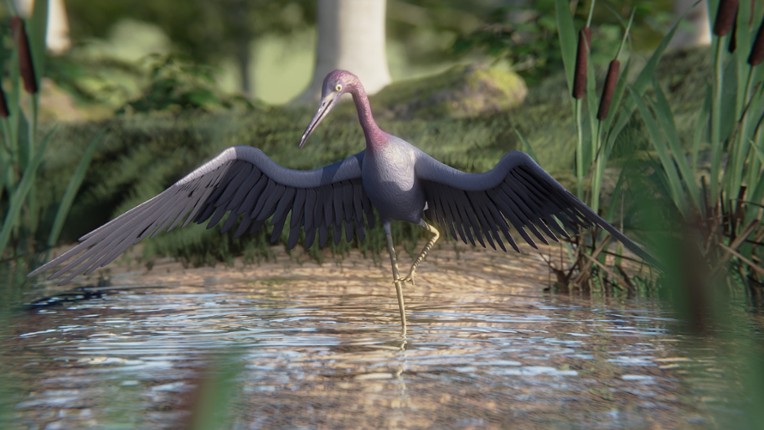 Birding Simulator: Bird Photographer screenshot