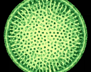 Games like Physarum #Exp 11