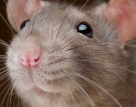 Rats Image