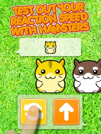 Hamster Dojo - Best Fun Pocket Games Play With My Littlest Pet Hamsters screenshot