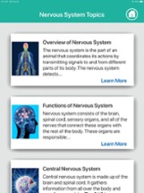 Human Anatomy : Nervous System Image