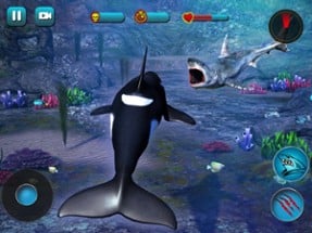 Killer Whale Beach Attack 3D Image