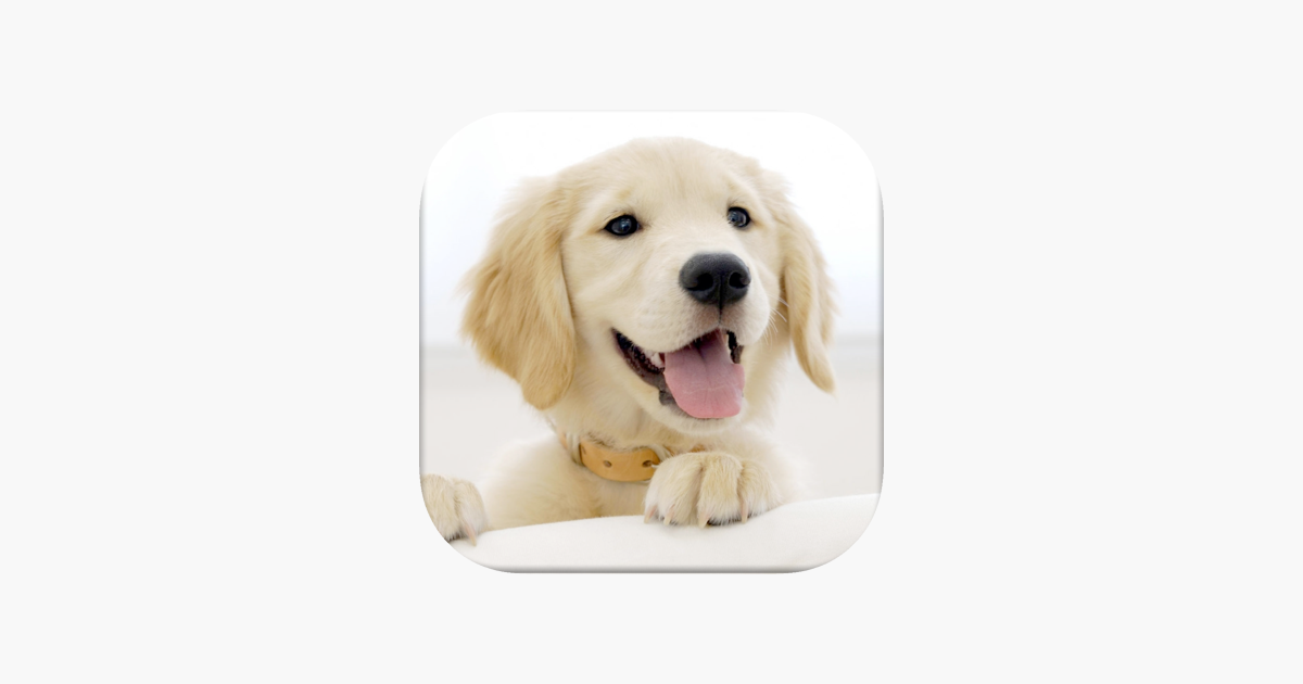 Games like Dog Pairs - Match puppies!