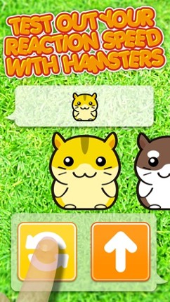 Hamster Dojo - Best Fun Pocket Games Play With My Littlest Pet Hamsters screenshot