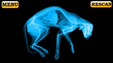 Xray Scanner Pet Cat Prank Image