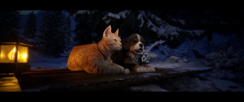Cold Paws Image