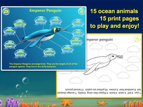 Amazing Ocean Animals- Educational Learning Apps for Kids Free screenshot