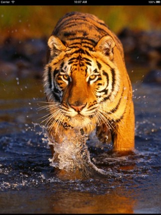 Sounds of Jungle screenshot