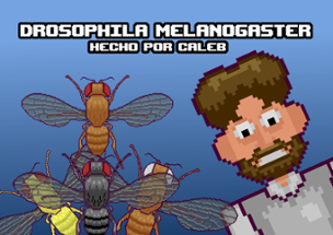 Drosophila Melanogaster Image