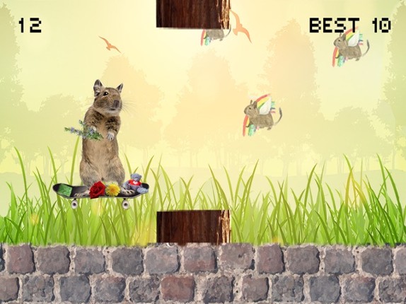 Degu Dash Image