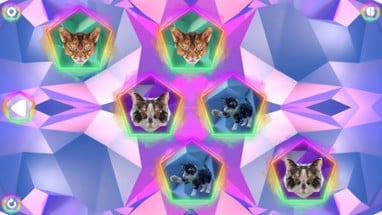 Poly Memory: Cats Image