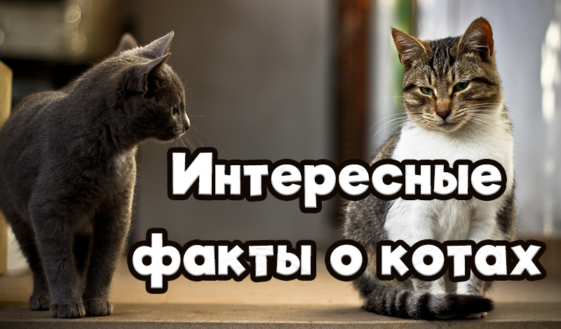 Games like Интересные факты о котах