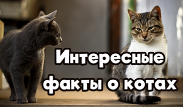 Интересные факты о котах Image