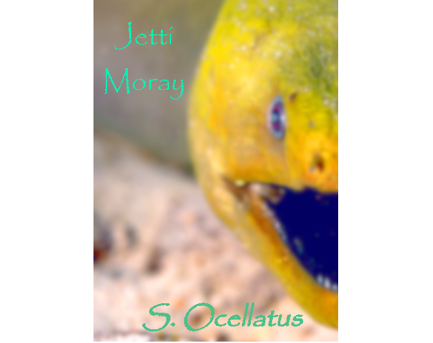 Games like [INDEV] Jetti Moray - An Oceanic Fantasy Tale