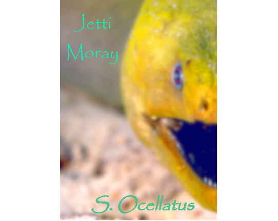 [INDEV] Jetti Moray - An Oceanic Fantasy Tale Game Cover