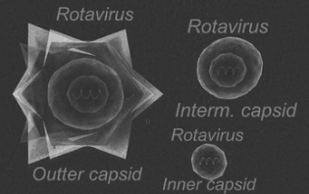 Viral Zone Image