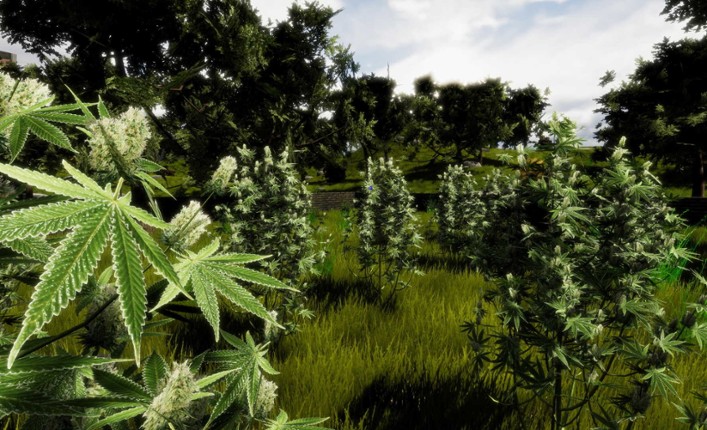 Medicinal Herbs - Cannabis Grow Simulator screenshot
