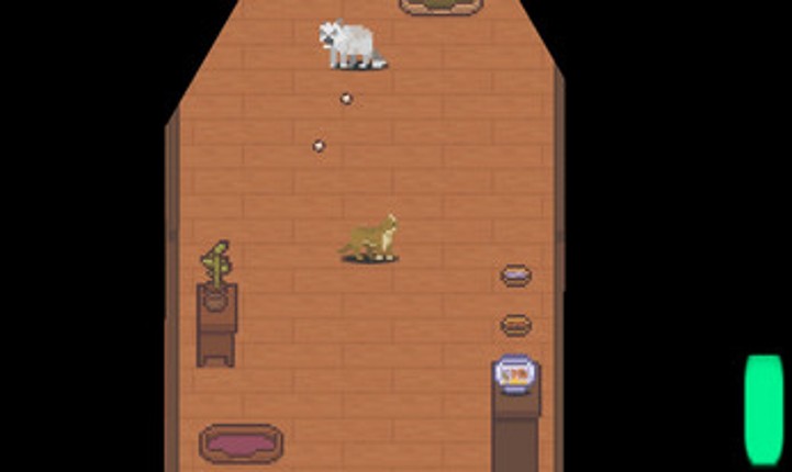 Chunni Cats Image