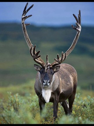 Animals North screenshot