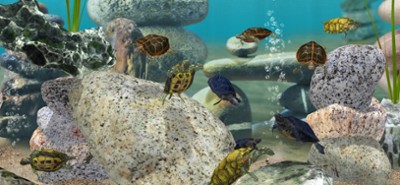 Fish Farm 3 - Aquarium Image