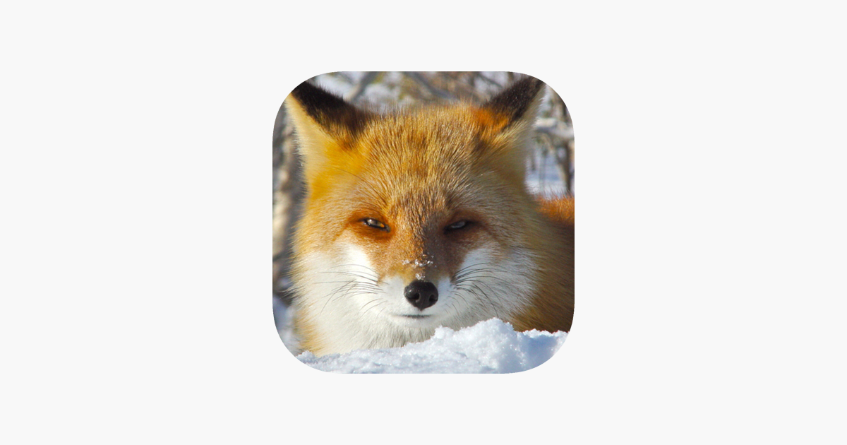 Games like Cute Fox Healing Life