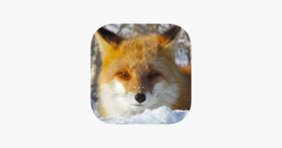 Cute Fox Healing Life Image