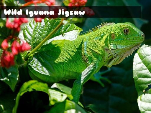 Games like Wild Iguana