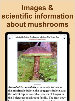 Forest Mushroom Identification screenshot