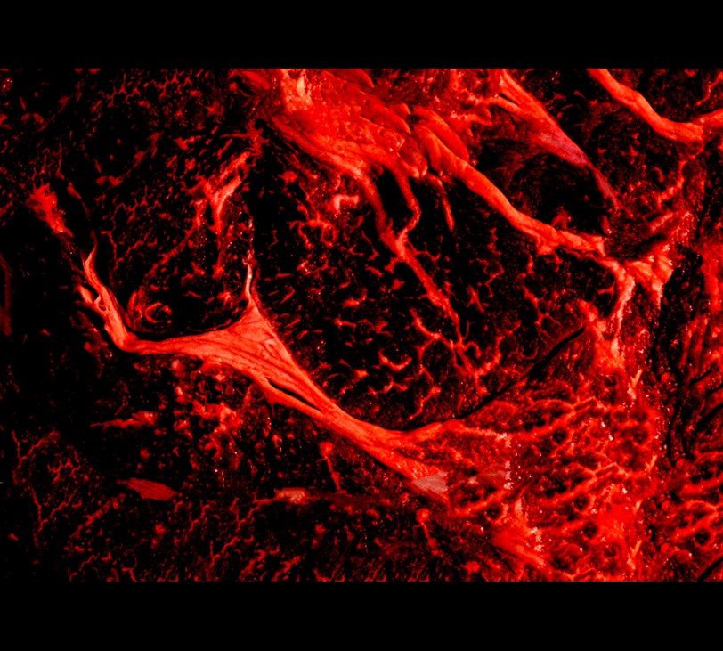 Games like Disintegration