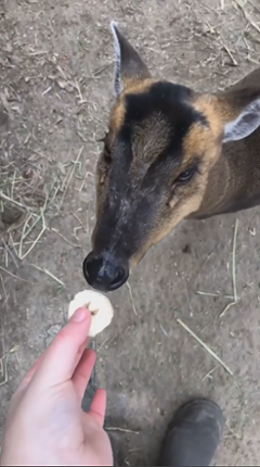 Feed the little deer bananas Image