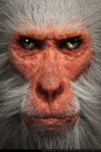 MONKEY MADNESS Image