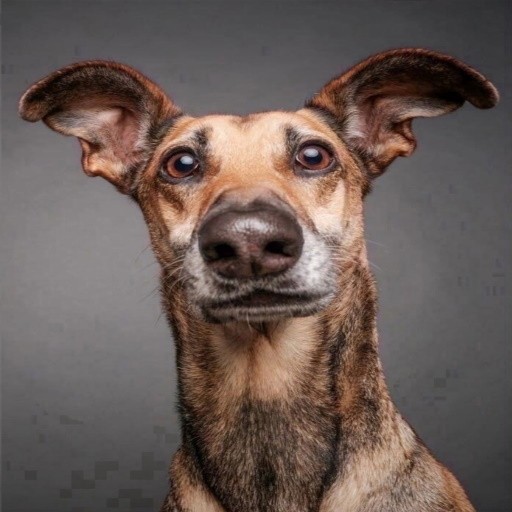 Games like Dog Horror Online